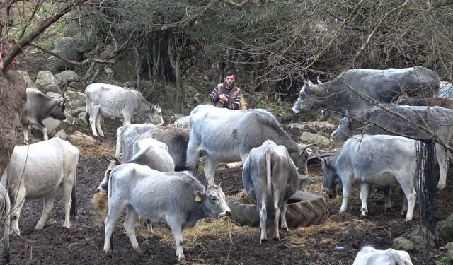 Bursa’da 750 Yıllık Irk, Tüfekle Vurulup Kayboldu