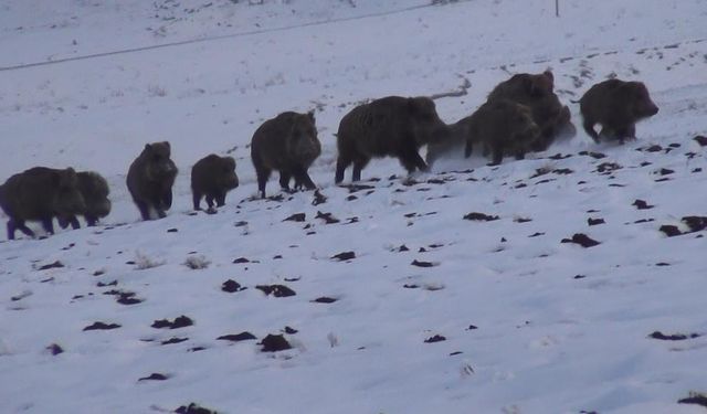 Kars'ta Gazetecilerin Domuz Sürüsüyle İmtihanı