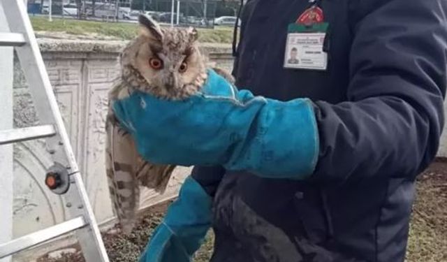 Bolu'da Cam Balkona Sıkışan Baykuş Kurtarıldı