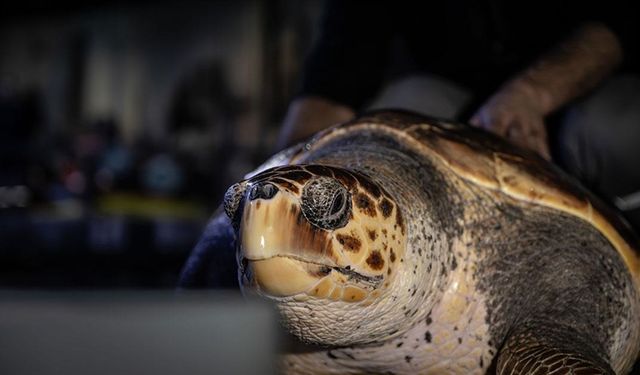 4 Yıldır Tedavi Gören Caretta Caretta, Denizle Buluşmayı Bekliyor