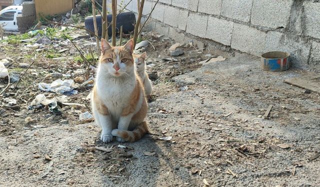 Depremden sonra sokakta kalan kedilere sahip çıktı