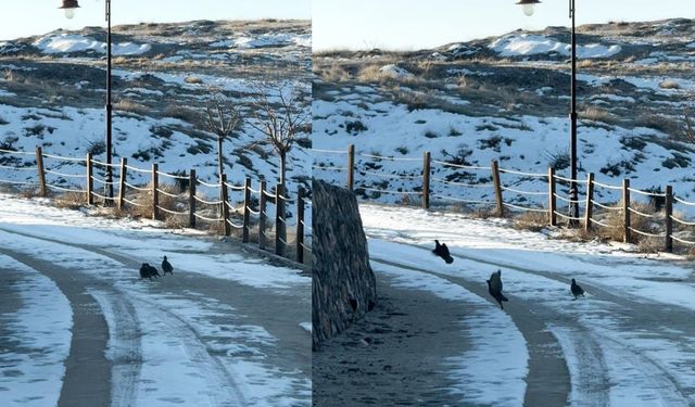 Harput’un Kar Altındaki Keklikleri