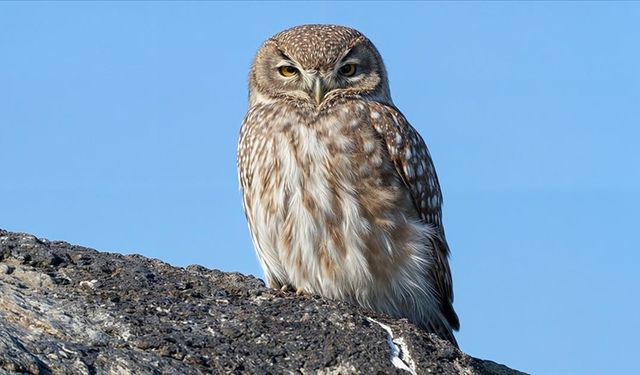 Kukumav, Ağrı Dağı'nın Eteklerinde Görüntülendi