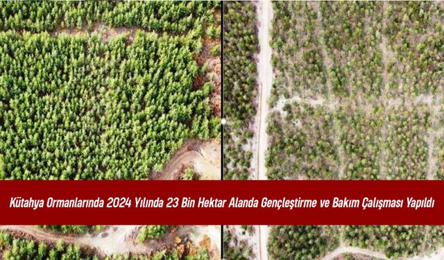 Kütahya Ormanlarında 2024 Yılında 23 Bin Hektar Alanda Gençleştirme ve Bakım Çalışması Yapıldı