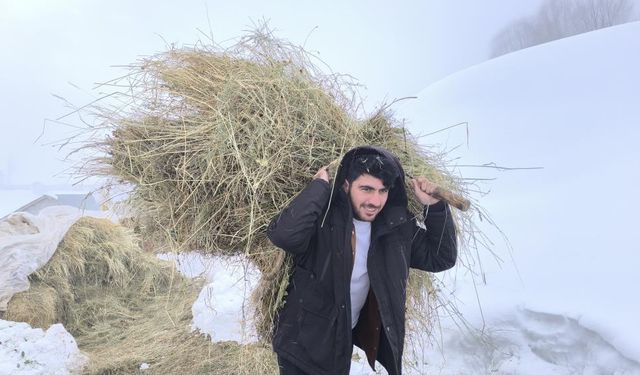 Muş’ta Besiciler Kar Üzerinde Hayvanlarını Besliyor