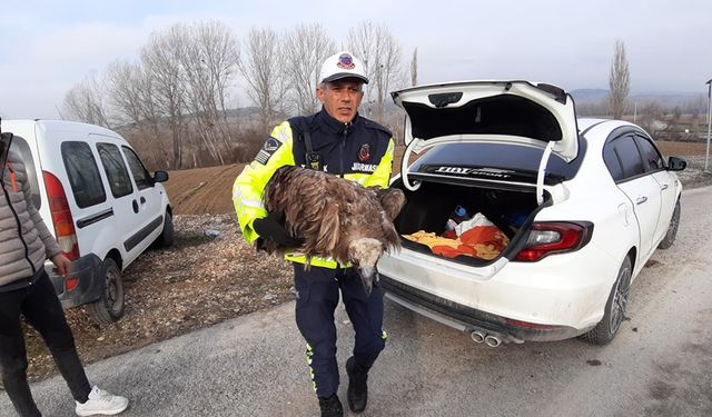 Ölmek üzere olan akbabayı jandarma kurtardı