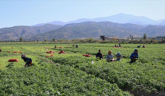 Mevsimlik tarım işçilerine tam 25 milyon lira kaynak