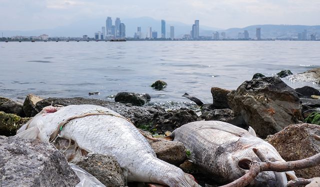 "İzmir Körfezi'nde balıklarda mikroplastik tehlikesi