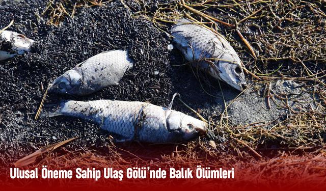 Sivas Ulaş Gölü'nde Balık Ölümleri Endişe Yaratıyor