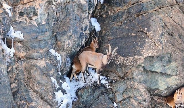 Erzincan’da Popülasyonları Artan Yaban Keçileri Karlı Dağlarda Görüntülendi