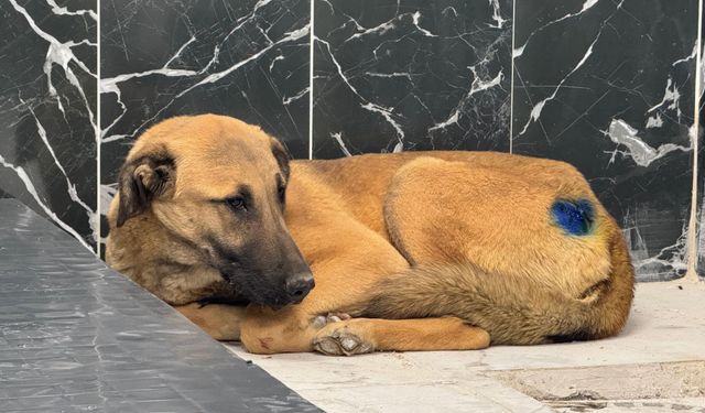 Yaralı köpek, büyükşehir ile yeniden hayata tutundu