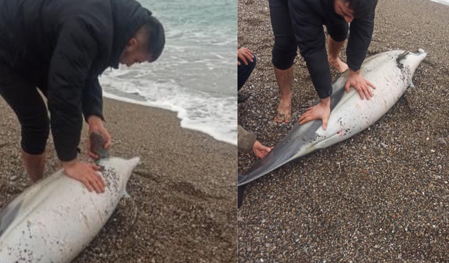 Zonguldak'ta Maden İşçisi Ölü Yunusu Kıyıya Taşıdı