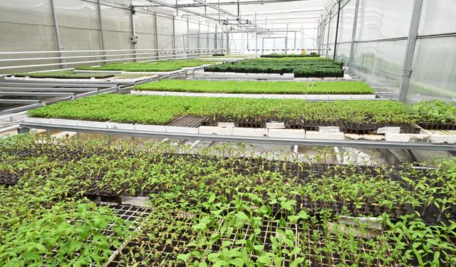 Isparta Belediyesi, mevsimlik çiçekleri kendi seralarında yetiştiriyor