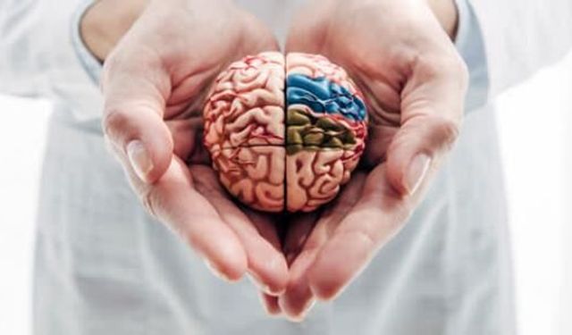 Beyin Performansını Artıran Gıdalar: Hafızayı Çelikleştirin