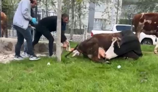 Doğum sancısı çeken ineği, belediye ekipleri doğurttu