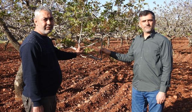Antep fıstığında don tehlikesi geçti, üretici rahatladı