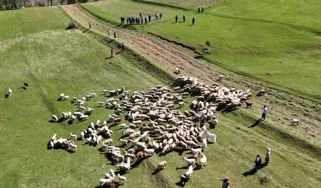 Kuzuların anneleriyle buluşması renkli görüntülere sahne oldu