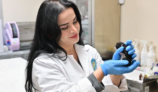 Minik Patiler Kliniği’nde Kısırlaştırılan Kedi Sayısı 3 Bini Geçti