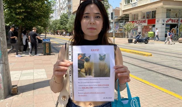 Herkes Bayramı Kutlarken O Sokak Sokak Kayıp Kedisini Aradı