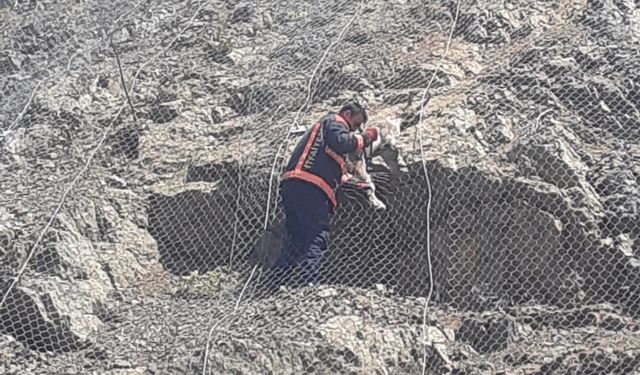 Ağa takılan 2 yaban keçisi kurtarıldı