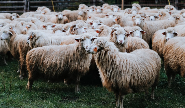 Paylaşmanın, Birliğin ve Rahmetin Bayramı