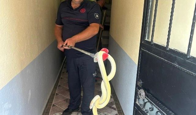 Eve giren yılan paniğe neden oldu