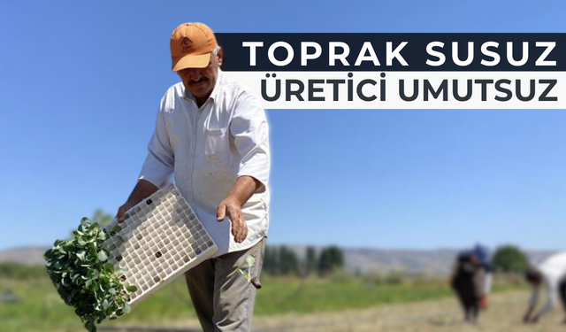 Kuraklık Yaktı, Maliyet Boğdu!