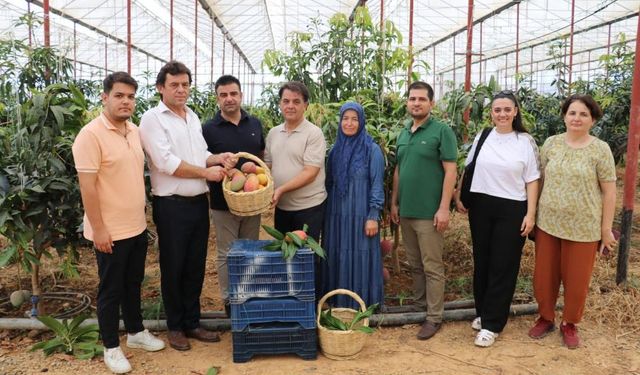Binlerce Ağaçla Tropikal Meyve Devrimi Başladı