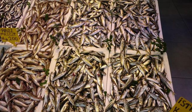 Balıkçı palamuttan umudunu kesti, hamsiden teselli buluyor