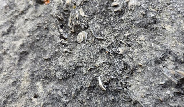 Milyonlarca yıllık deniz fosili yatağı bulundu