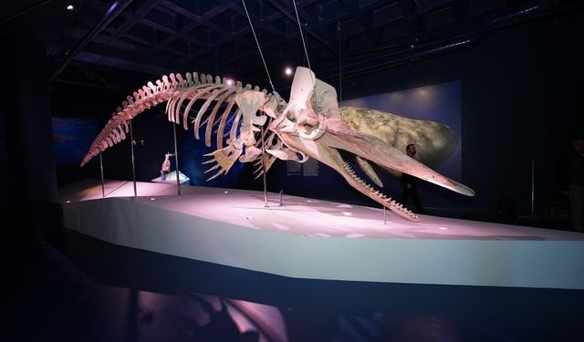 Dev balinalar ve kaşalotlar İstanbul’da sergilendi