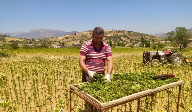 Manisa'nın 9 aylık tarım ihracatı 706,7 milyon dolara ulaştı