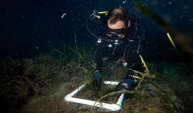 Mercan resifleri krizde, geri dönüş var mı?