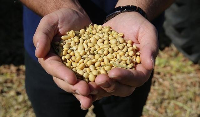 Soya fasulyesi, ABD-Çin ticaretinde yeni cephe!