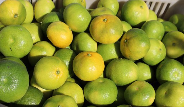 Ekim ayında mandalina ihracatında yüzde 144’lük rekor artış