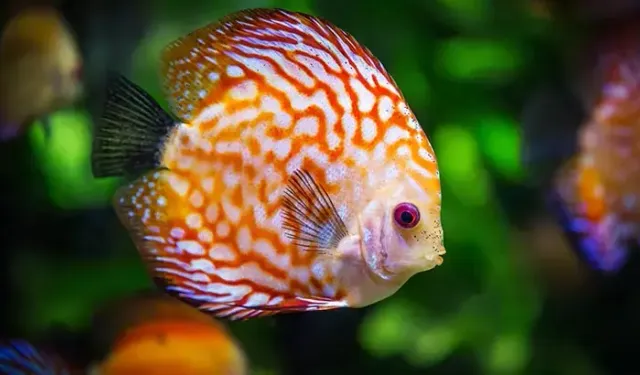 Rüyada Balık Görmek