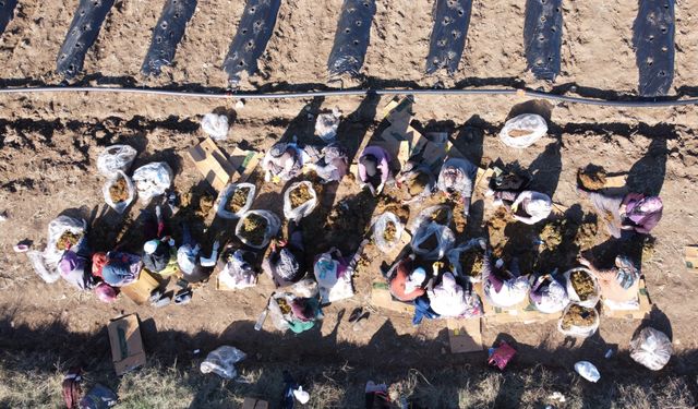 400 dönümlük çilek projesi bölge ekonomisine can verecek