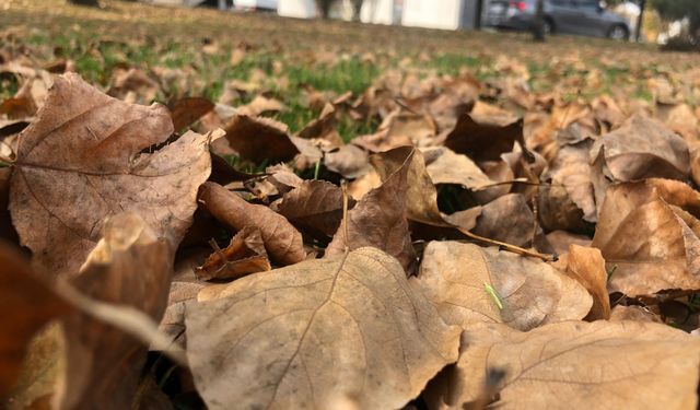 Dökülen yaprakla kartpostallık görüntüler oluşturdu