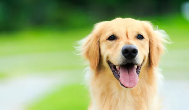 Rüyada Köpek Görmek