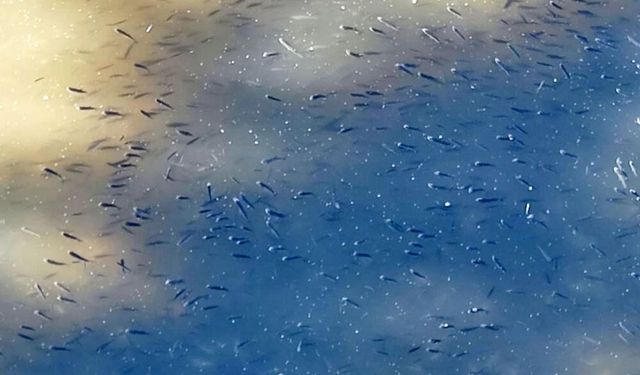 Balıklar oksijen azlığı nedeniyle telef oldu