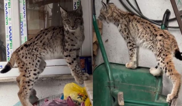 Yolunu şaşıran vaşak ilçe merkezine indi