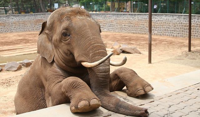 Gaziantep’te "Fil" tartışması: Fatma Şahin iddiaları yalanlayıp CHP’li vekili davet etti!