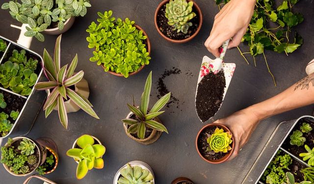 Bir adet hap ve su karışımıyla çiçekleriniz ormana dönüşebilir!