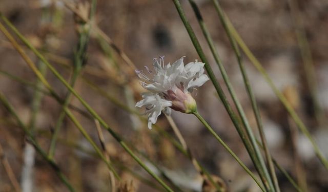 "Çameli pelemiri" bitki literatürüne kazandırıldı