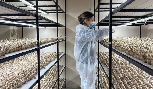 Genç yaşta mesleğini bıraktı, 50 metrekare odada gramı 600 liralık safran üretmeye başladı