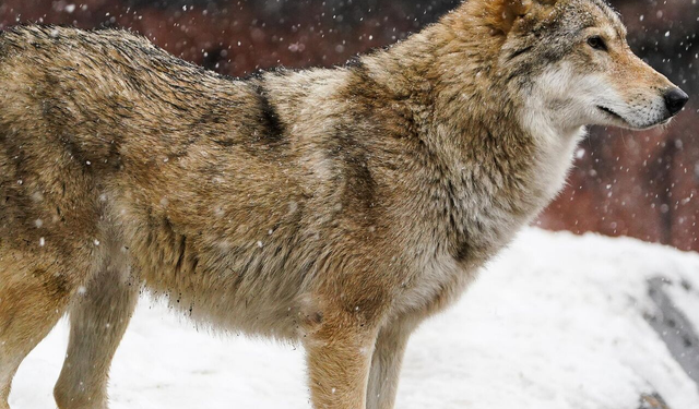 2026 Kış Olimpiyatları’nda pistte köpek sürprizi: Sporcular şaşkın