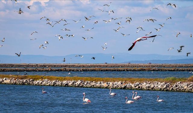 287 bin su kuşu kaydedildi!