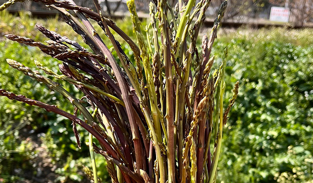 İdrar Yolu İltihabından Romatizmaya Kadar Şifalı Ot!