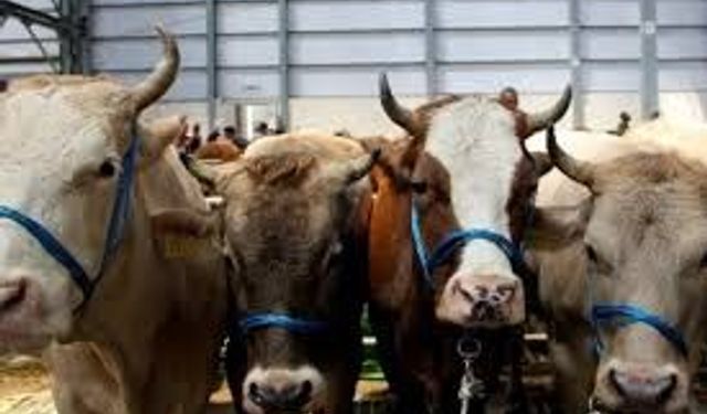 Kurban Bayramı Öncesi Sıkı Denetim: Sokakta Kesime Ağır Ceza