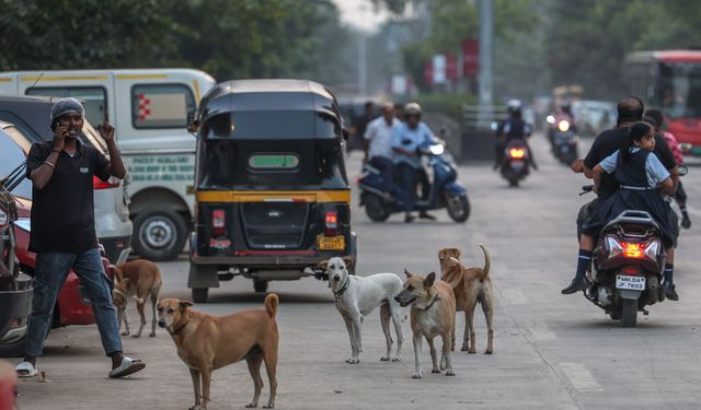 Hindistan’da Sokak Köpeği Krizi: 62 Milyon Hayvan Sokakları İstila Etti